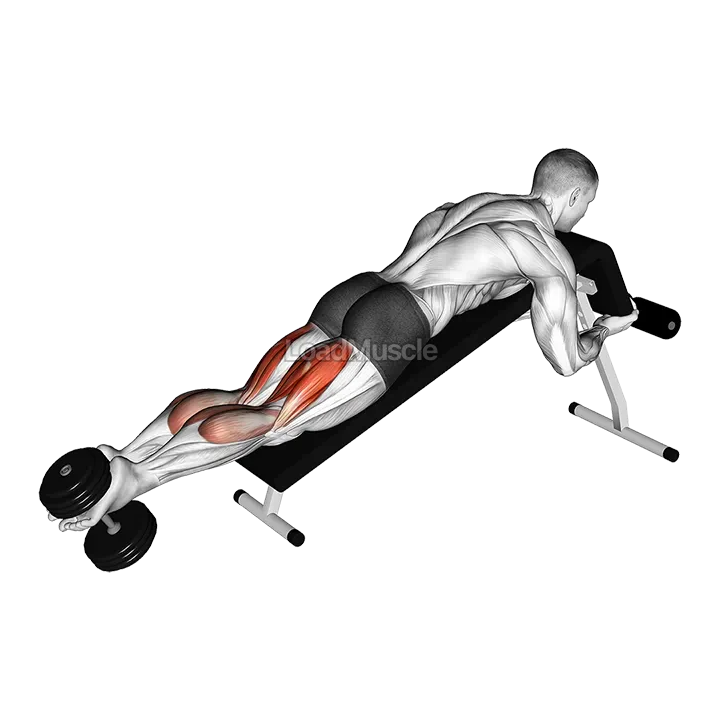 Dumbbell Decline Lying Leg Curl demonstration