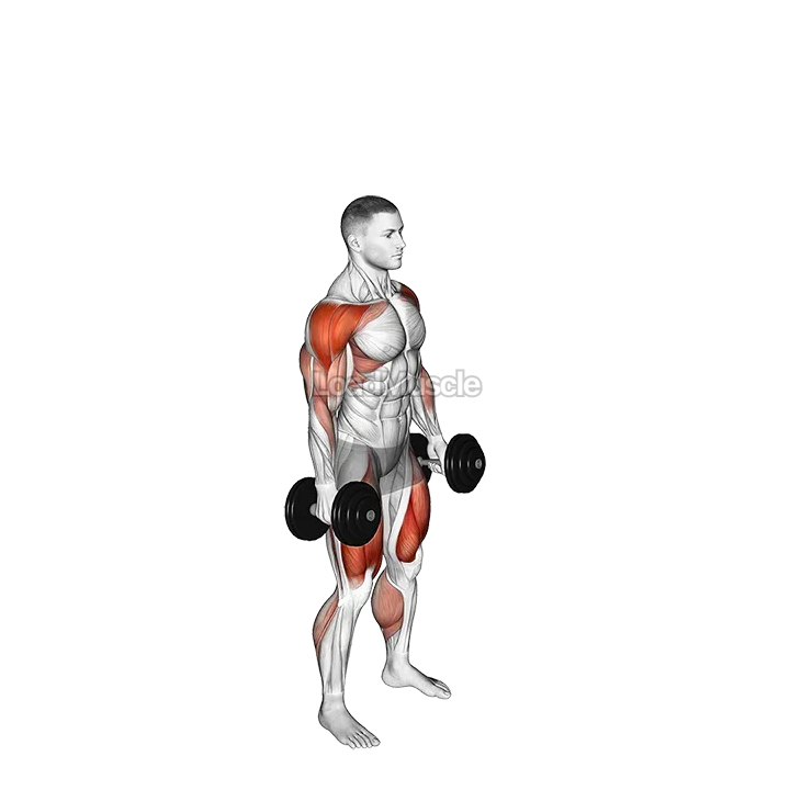 Dumbbell Hang Power Clean and Jerk demonstration