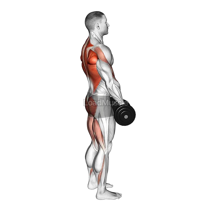 Dumbbell RDL and Bent over Row demonstration