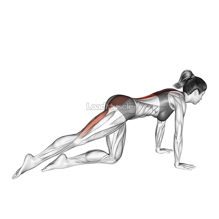 Kneeling Straight Leg Kickback demonstration