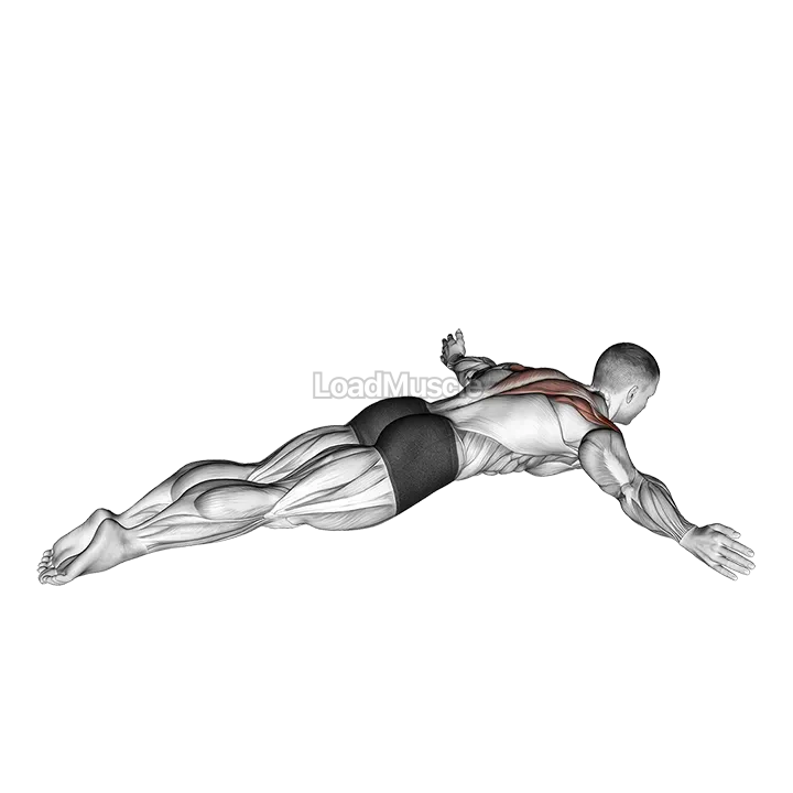 Lying Rear Lateral Raise demonstration