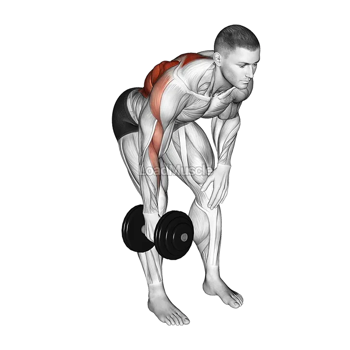 Dumbbell Single Arm Bent Over Row demonstration