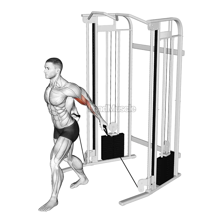 Cable Unilateral Bicep Curl demonstration