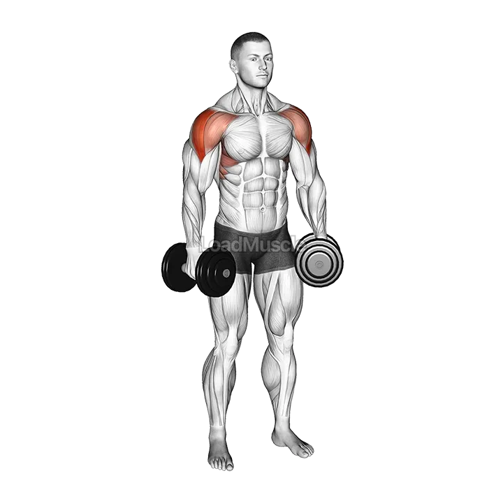 Dumbbell Alternate Lateral Raise demonstration