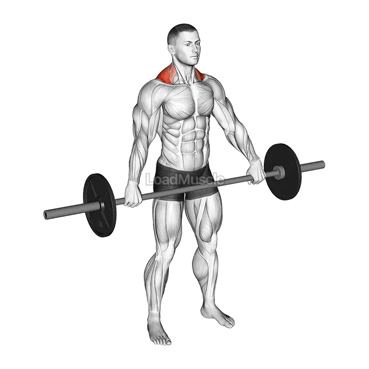 Barbell Standing Snatch Grip Shrug demonstration
