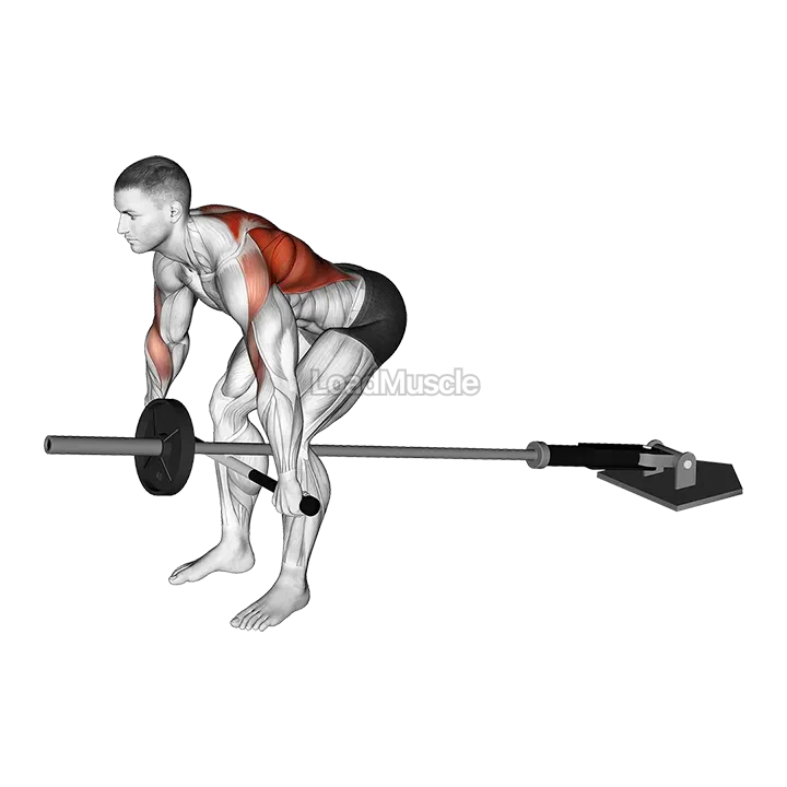 Lever Bent over Wide Row (plate loaded) demonstration