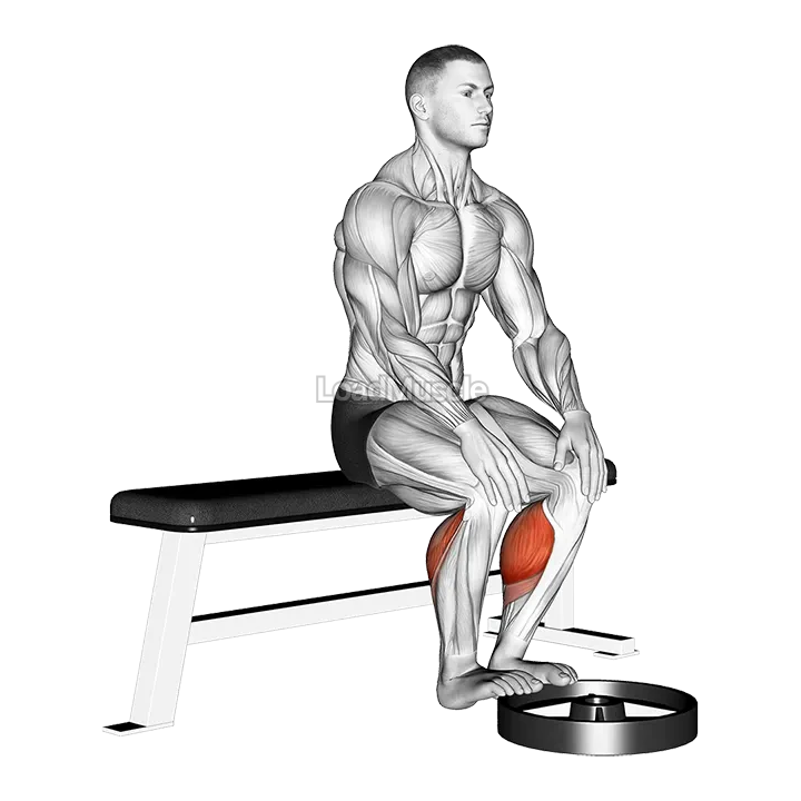 Elevated Seated Calf Raise demonstration