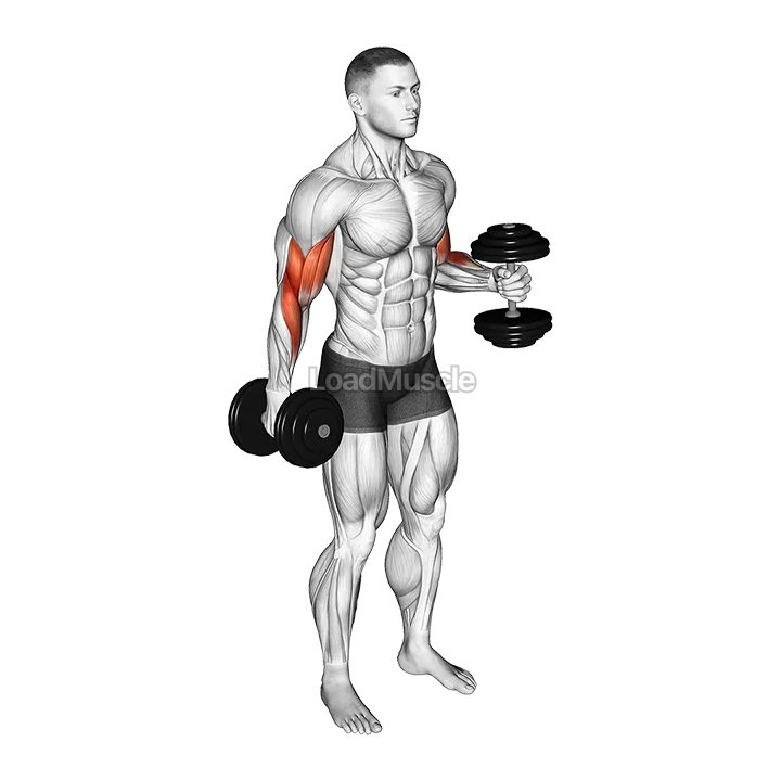 Dumbbell Bent Arm Iso Hold demonstration