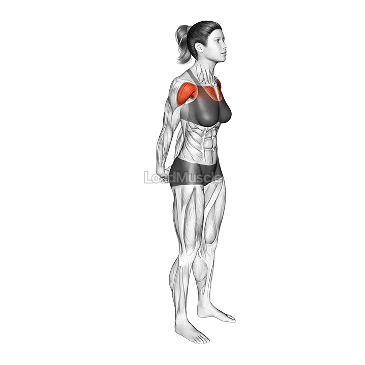 Chest Out Hands Behind (Hold) demonstration