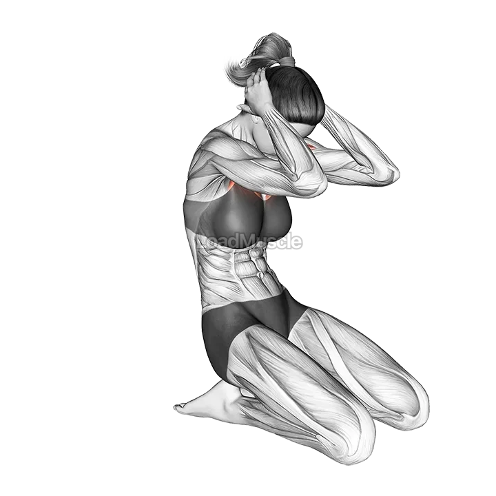 Seated Chest Clam demonstration