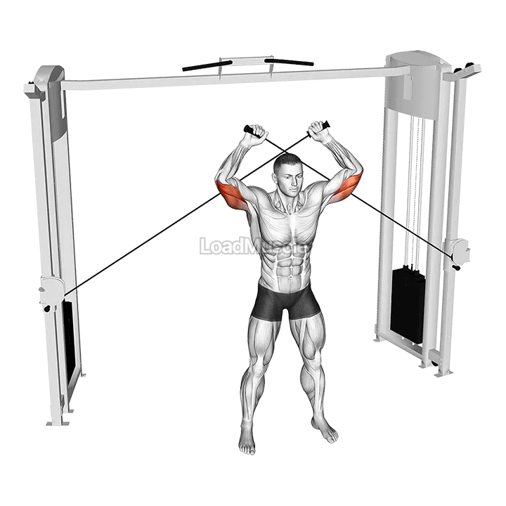 Cable High Triceps Extension demonstration