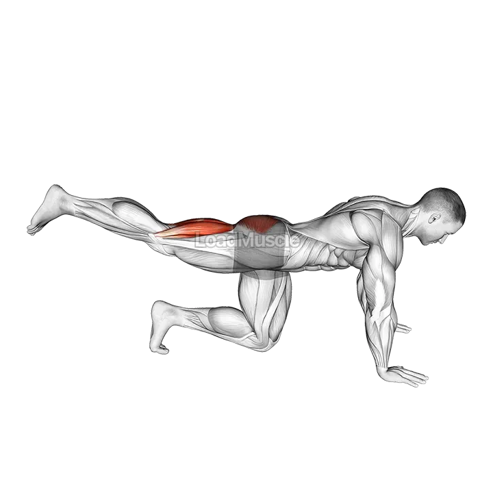 Quadruped Leg Curl demonstration