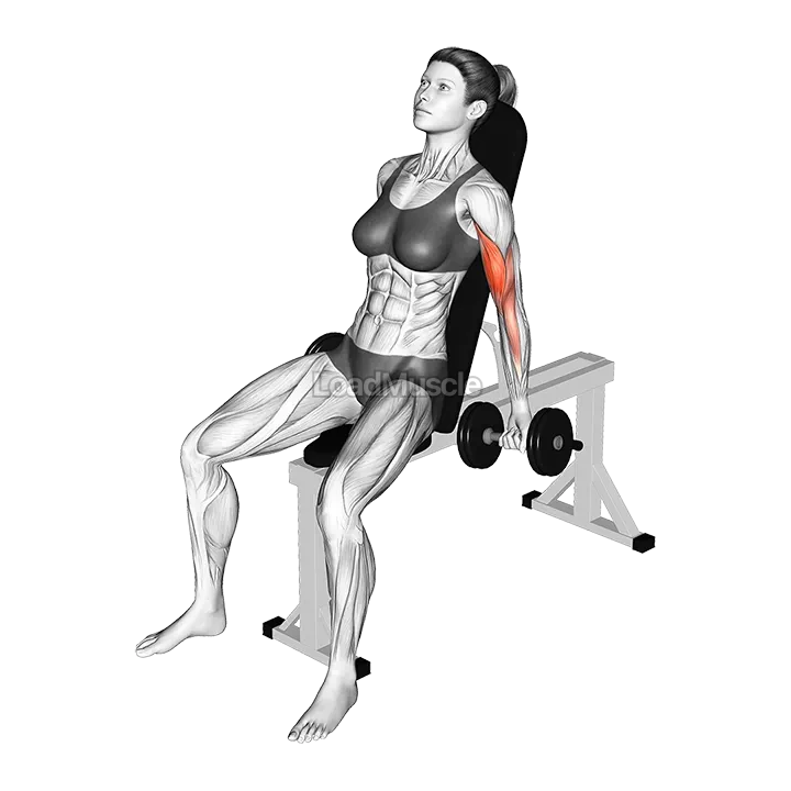 Dumbbell Incline Biceps Curl (70 degrees) demonstration