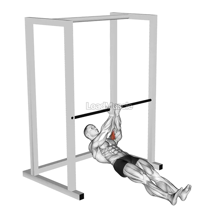 Bar Close Grip Biceps Curl demonstration