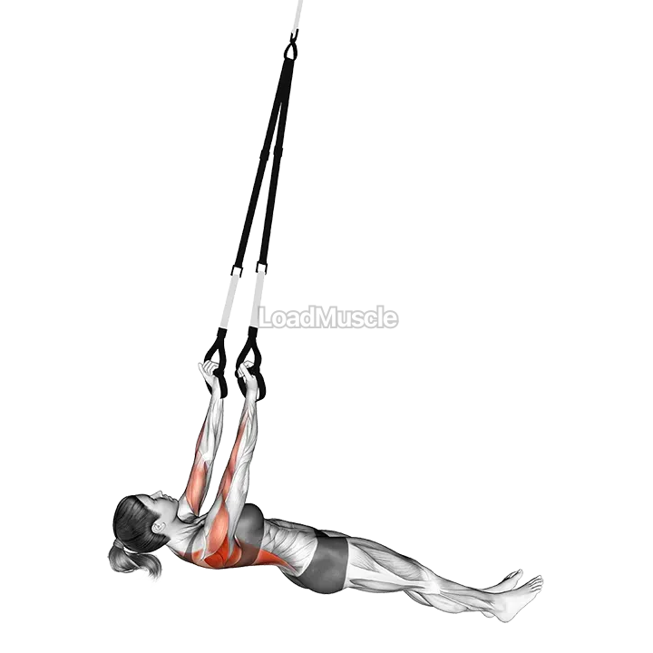 Suspension Underhand Grip Inverted Row demonstration