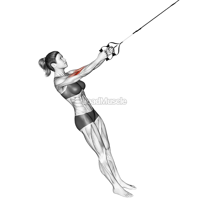 Suspension Hammer Curl demonstration