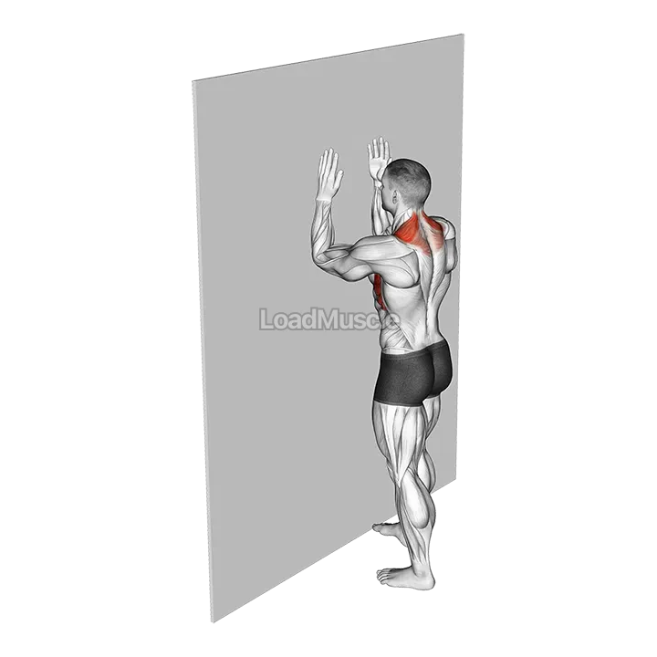 Serratus Wall Slide demonstration