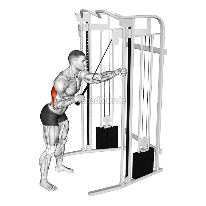 Cable Single Arm Triceps Pushdown (Rope Attachment) demonstration