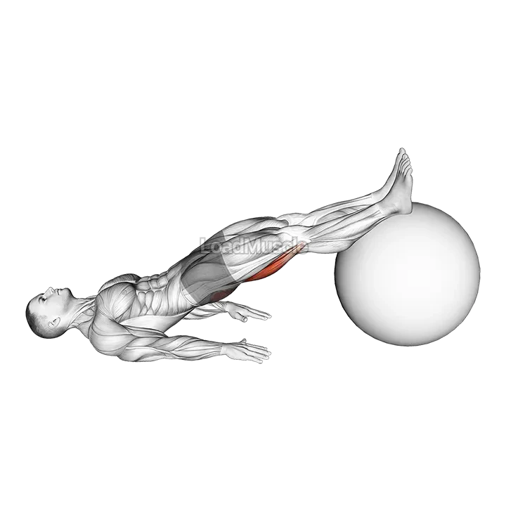 Exercise Ball Leg Curl demonstration