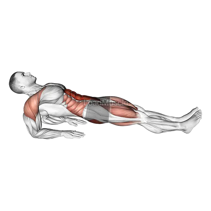 Reverse Plank on Elbows demonstration