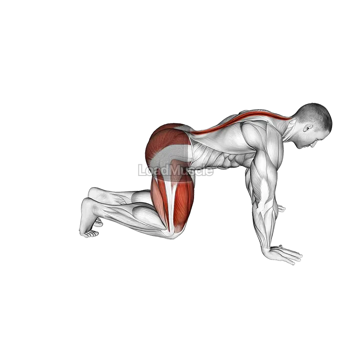 Kneeling Forward Hip Circles demonstration