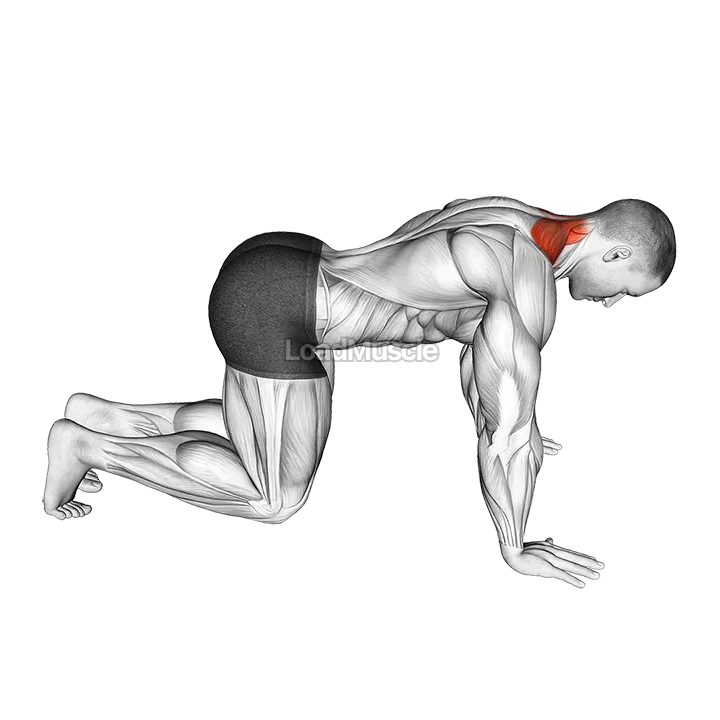 Kneeling Neck Stretch demonstration