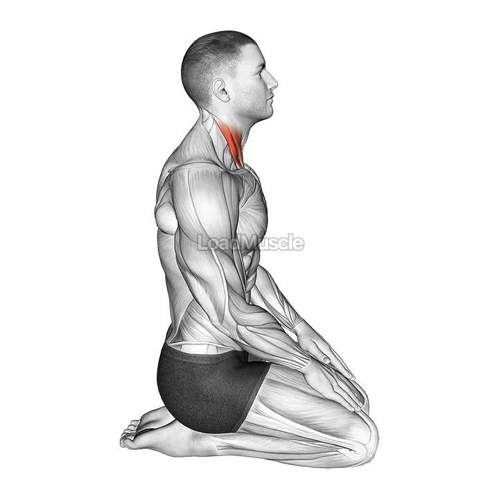 Seated Chin Tuck demonstration