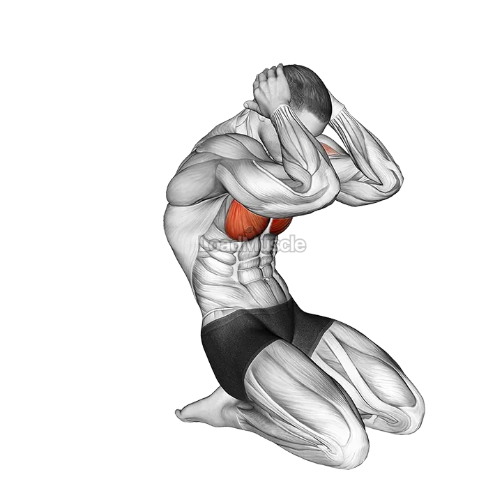 Seated Chest Clam demonstration