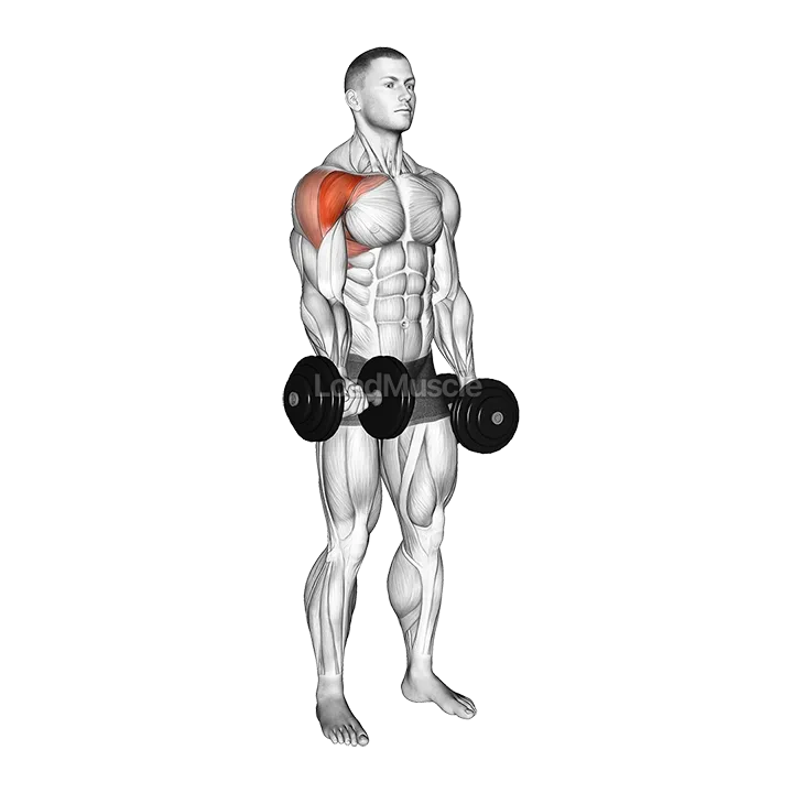 Dumbbell Single Arm Underhand Front Raise demonstration