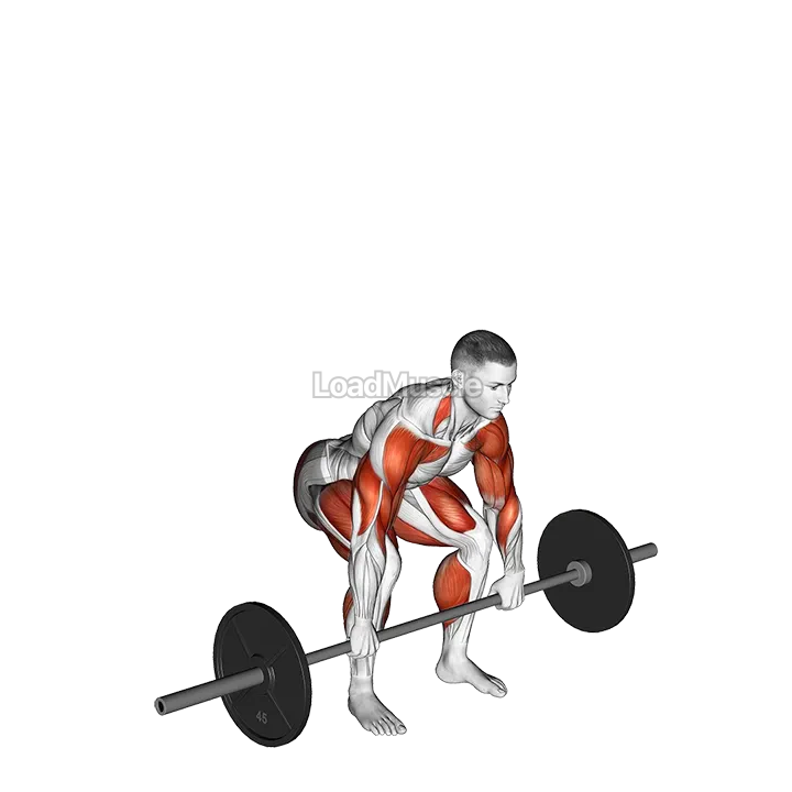 Barbell Clean and Jerk demonstration