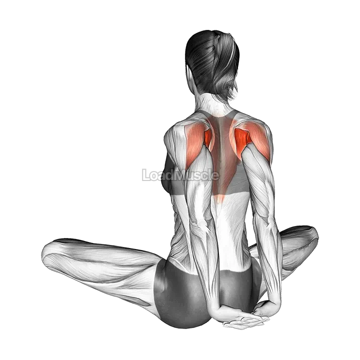 Seated Behind Back Raise demonstration