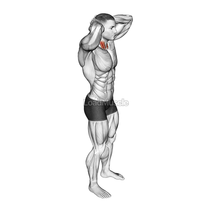Posterior Neck Isometric demonstration