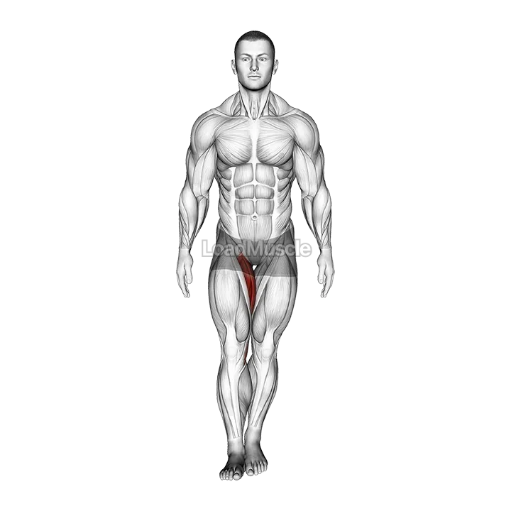 Standing Hip Adduction demonstration