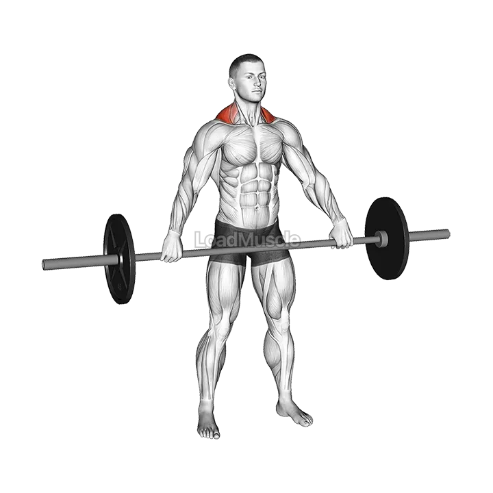 Barbell Wide Shrug demonstration