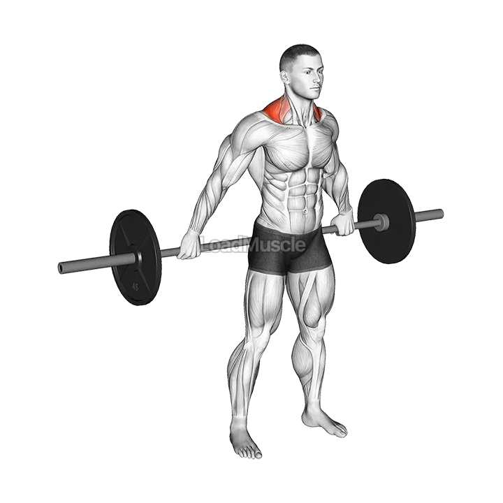 Barbell Back Wide Shrug demonstration
