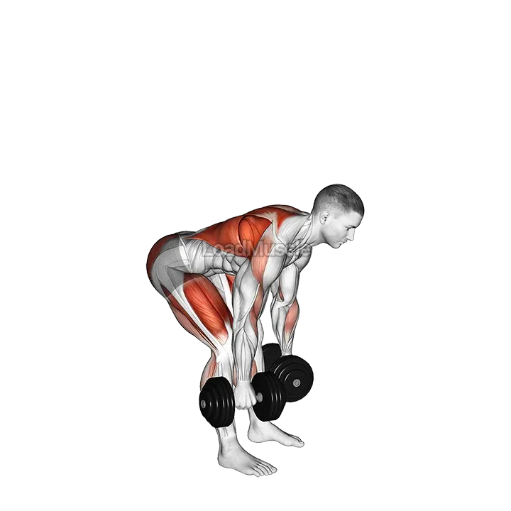 Dumbbell Deadlift Bent-over Row demonstration