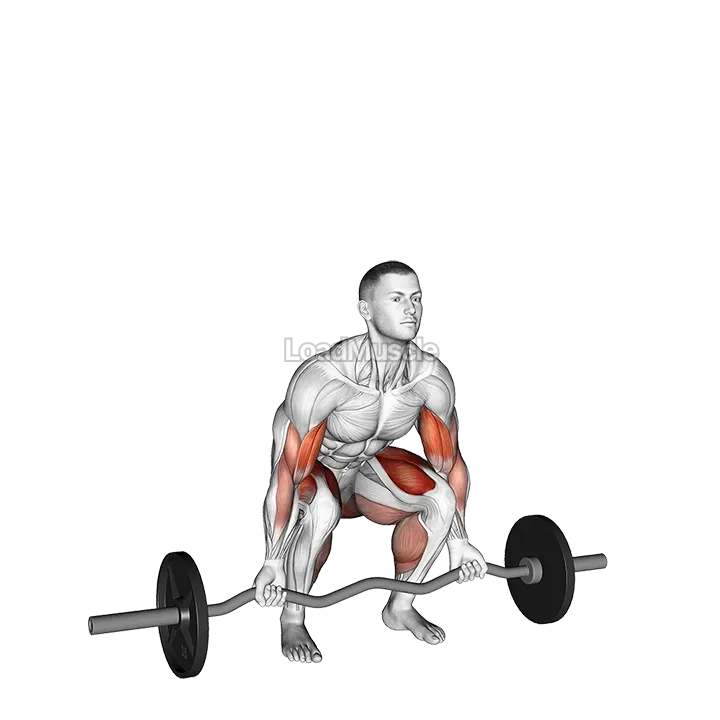 EZ-bar Deadlift with Biceps Curl demonstration