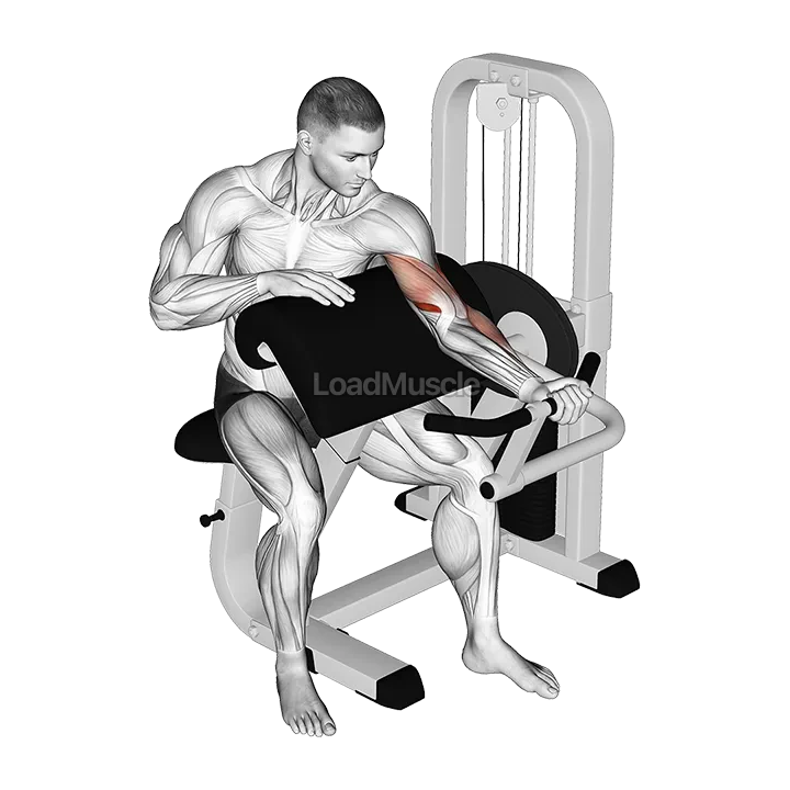 Lever Preacher Curl (Turned Torso) demonstration