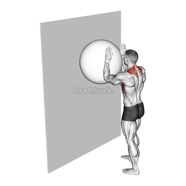 Exercise Ball Serratus Wall Slide demonstration