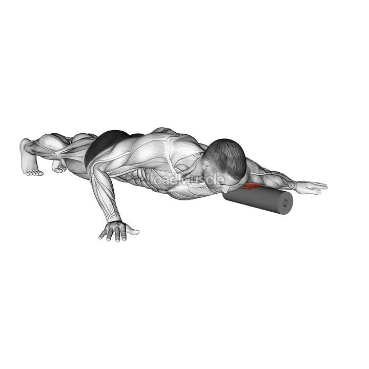 Roll Biceps Lying on Floor demonstration