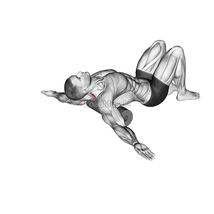 Roll Erector Spinae Lying on Floor demonstration