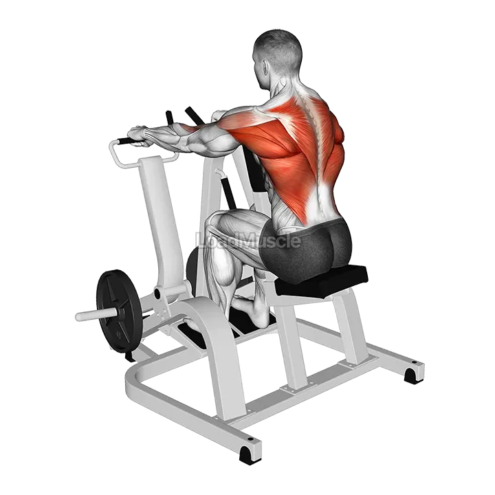 Lever Pronated Grip Seated Row (plate loaded) demonstration