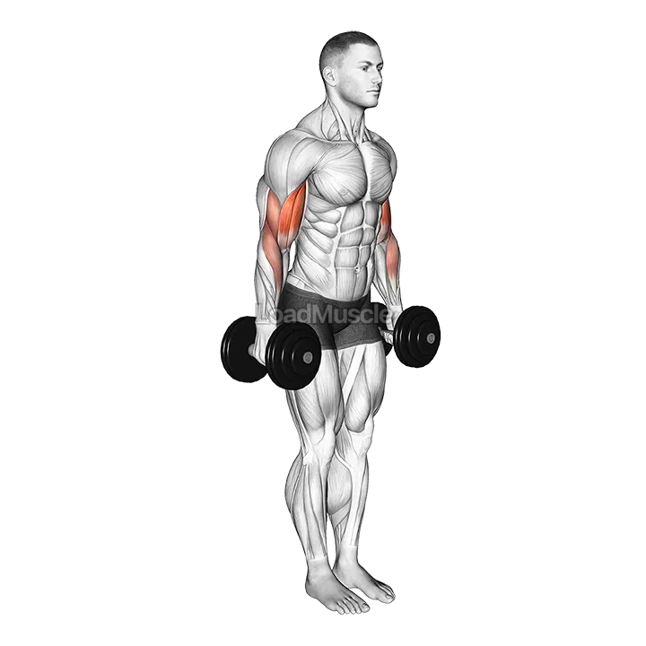 Dumbbell Standing Drag Curl demonstration