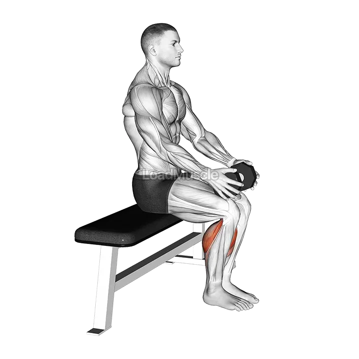Weighted Seated Calf Raise demonstration