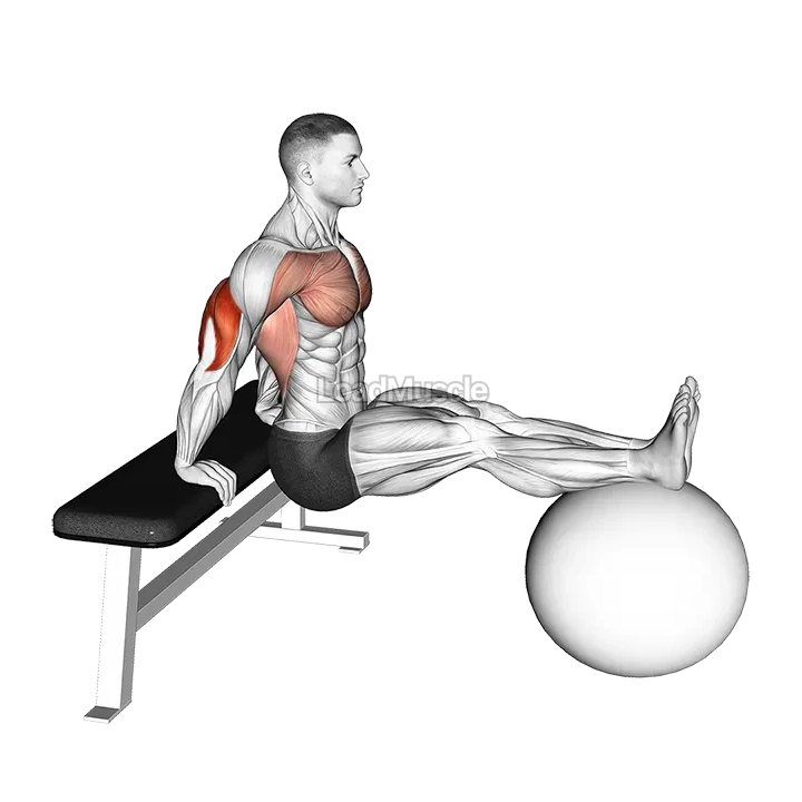 Bench Dip on Stability Ball demonstration