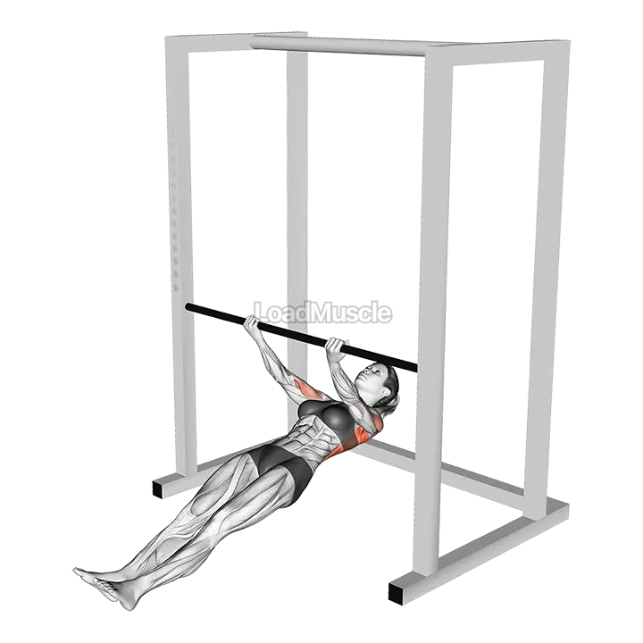 Supinated Grip Inverted Row demonstration