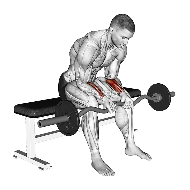 EZ Bar Seated Wrist Curl demonstration