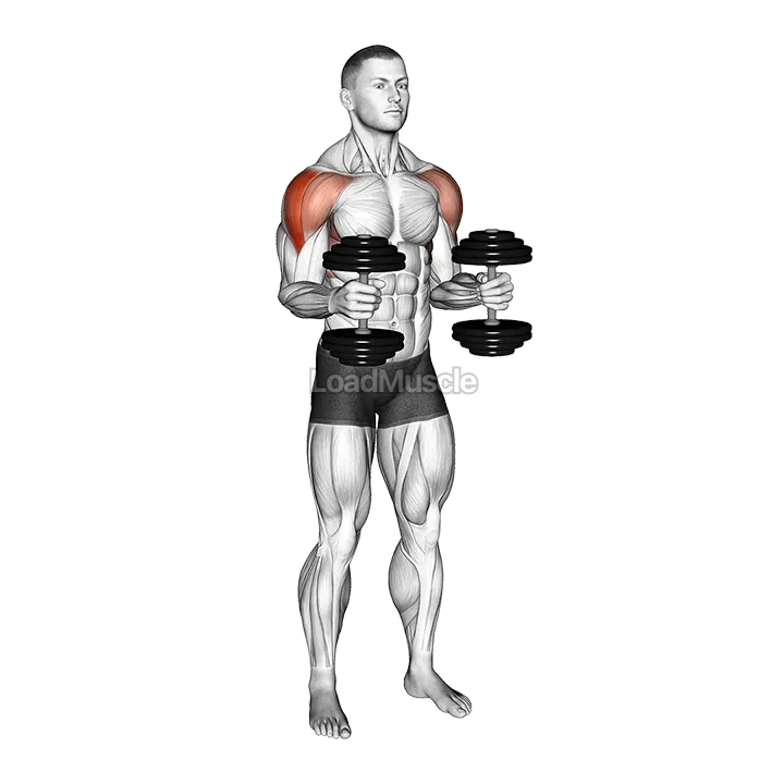 Dumbbell Bent Arm Laterl Raise demonstration