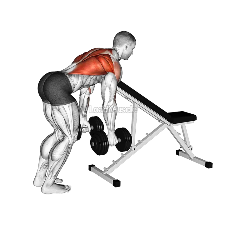 Dumbbell Bent Over Row with Chest Support demonstration