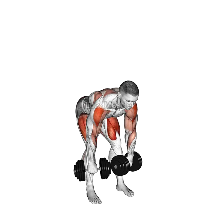 Dumbbell High Pull demonstration